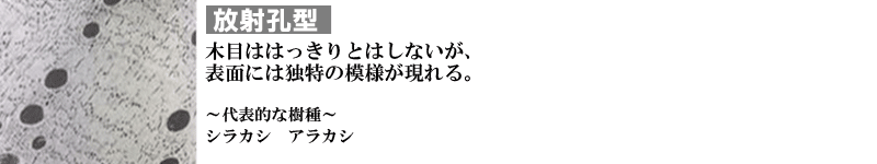 広葉樹の断面2